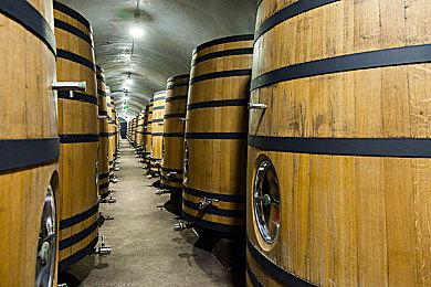 卡普空暗示《怪物猎人：荒野》与《街头霸王》联动活动